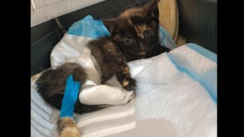 Zbiórka Aby Freja odzyskała sprawność - miniaturka zdjęcia