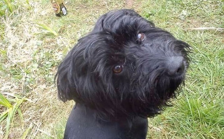 Zbiórka Dla pieska Sary na operacje - zdjęcie główne