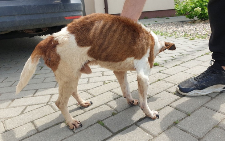 Zbiórka Walka o staruszka z interwencji - zdjęcie główne