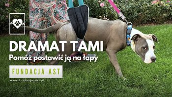 Zbiórka Stawiamy Tami na łapy - miniaturka zdjęcia