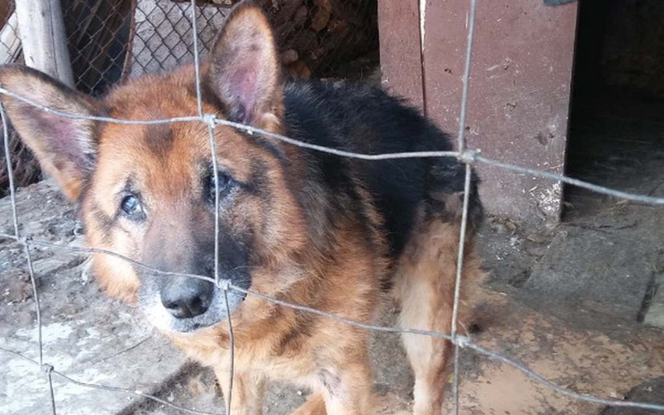 Zbiórka Na Koszty Leczenia Dla ARESA - zdjęcie główne