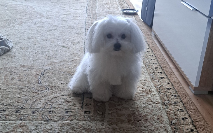 Mały biały piesek siedzący na dywanie.