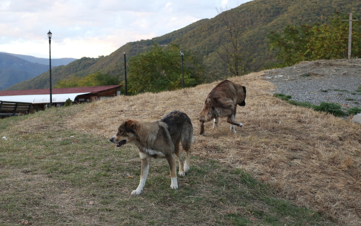 Zbiórka Psy na Ukrainie potrzebują pomoc - zdjęcie główne