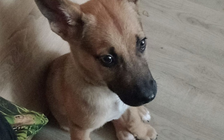 Zbiórka Lekarstwa dla psa - zdjęcie główne