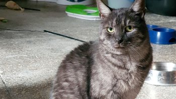 Zbiórka Maciuś z cmentarza walka zrakiem - miniaturka zdjęcia