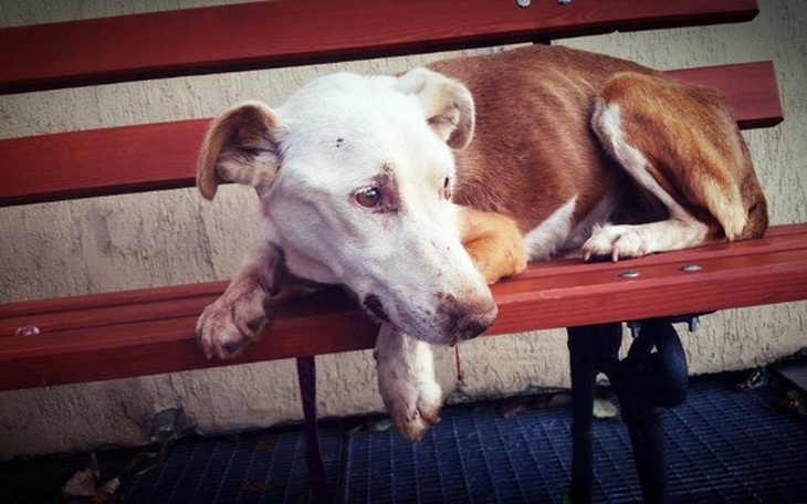 Pies leżący na ławce, wyglądający na smutnego.