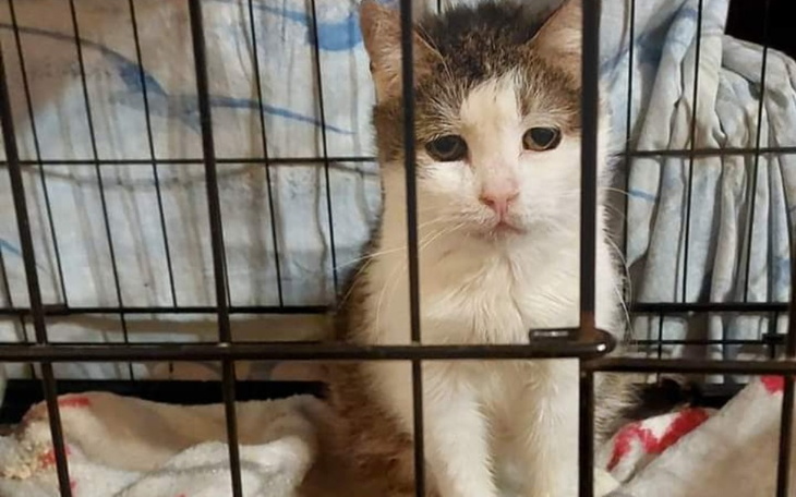 Zbiórka Pomoc dla Celinki - zdjęcie główne