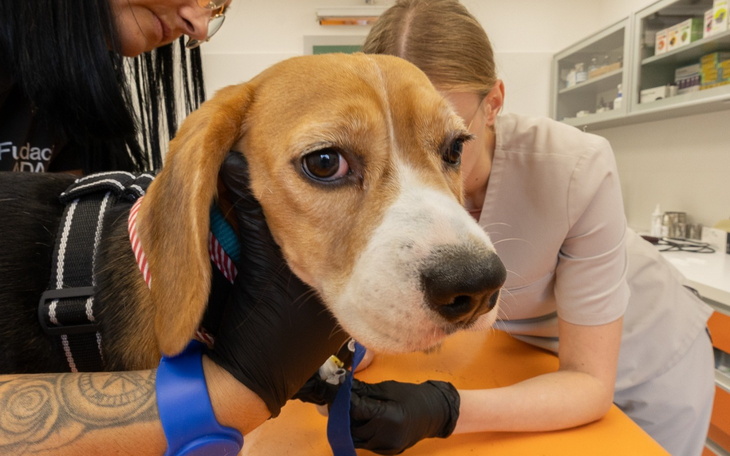 Beagle w trakcie wizyty u weterynarza.