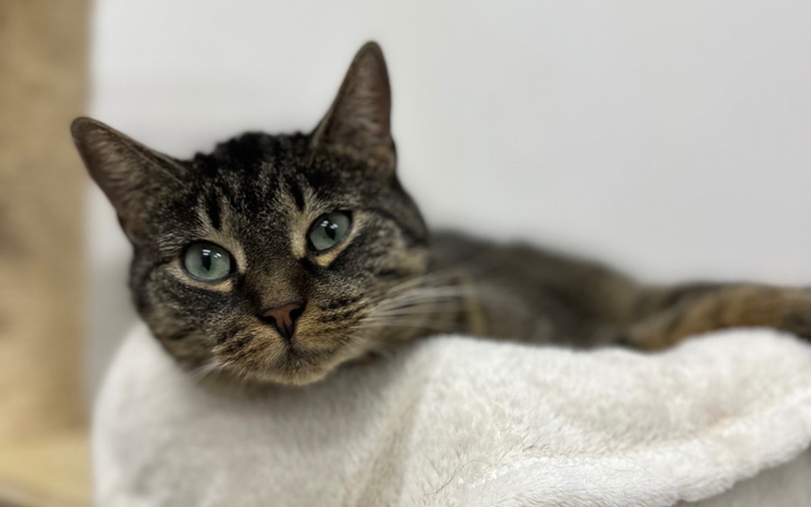 Kot leży na miękkim ręczniku, z wyrazem ciekawości.
