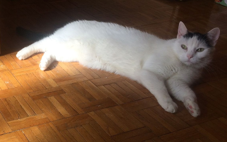 Zbiórka Wizyty Irysa i leki dla Niego - zdjęcie główne