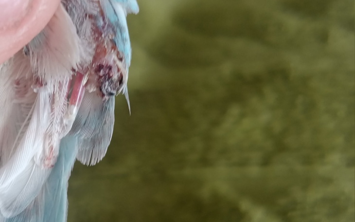 Zbiórka Panią operacja skrzydła - zdjęcie główne