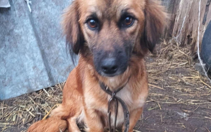 Zbiórka Upodlona matka i jej malenstwa - zdjęcie główne