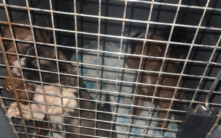 Zbiórka Na transport maluchów po lepsze - zdjęcie główne