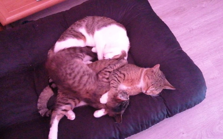 Zbiórka Pomoc pomagającej - zdjęcie główne