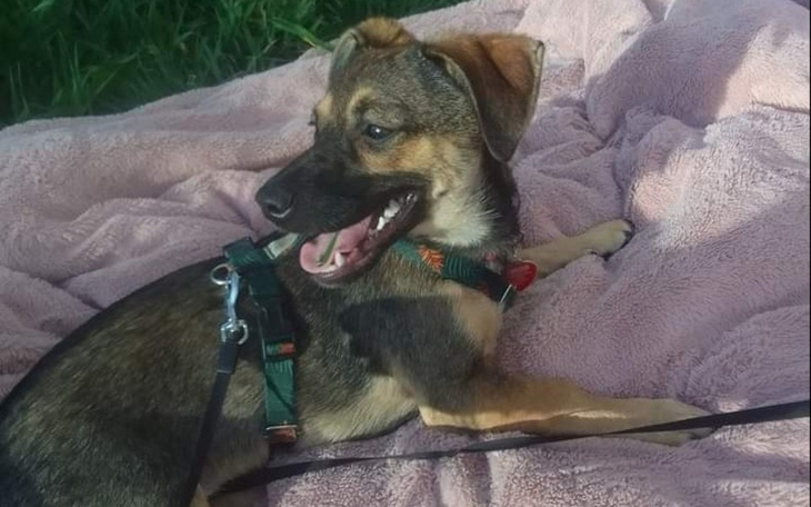 Pies w uprzęży leży na różowym kocu, uśmiechając się.