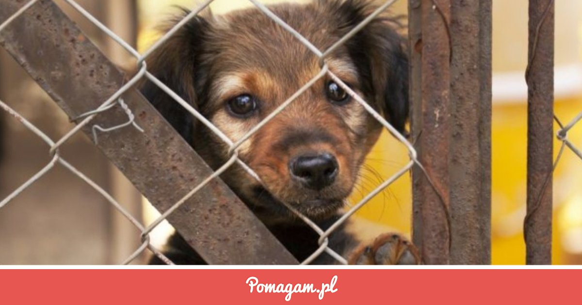 Zrzutka na Zbiórka na Karmę dla Schronisk. - Ignacy Chomiuk | Pomagam.pl