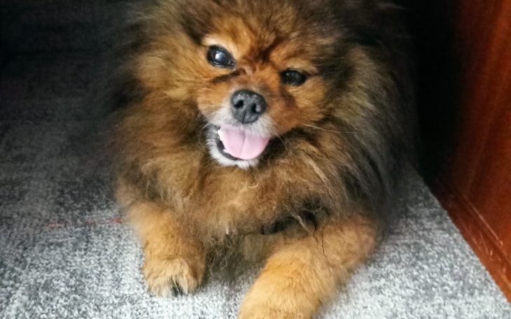 Kot śpiący na różowym kocyku.