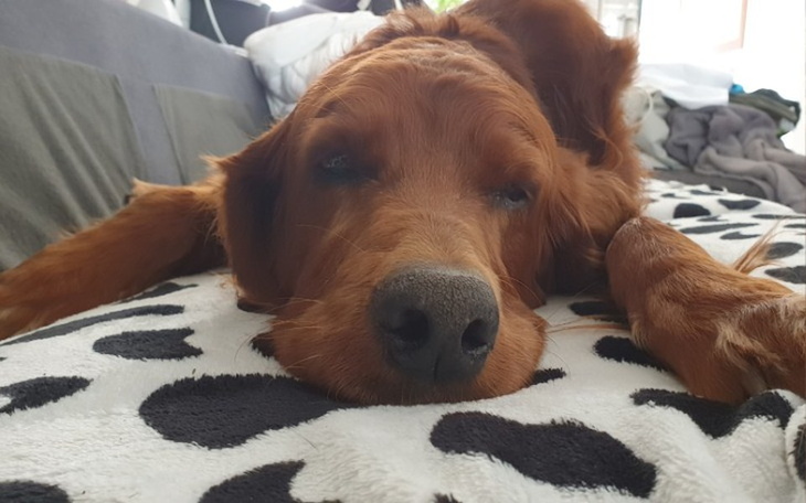 Zbiórka Pomoc dla Aresa - zdjęcie główne