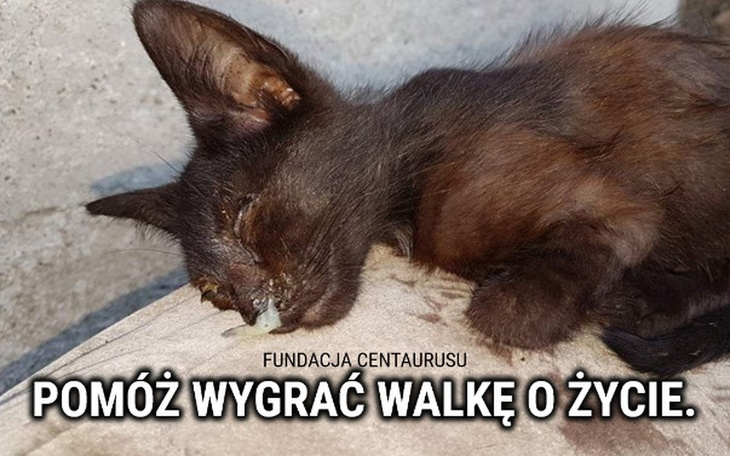 Zbiórka Pomóż wygrać walkę o życie. - zdjęcie główne
