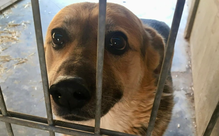 Zbiórka Uratuj życie Misi - zdjęcie główne