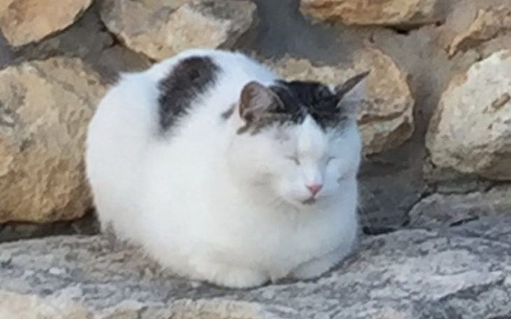 Zbiórka Ratuj Alexa - zdjęcie główne