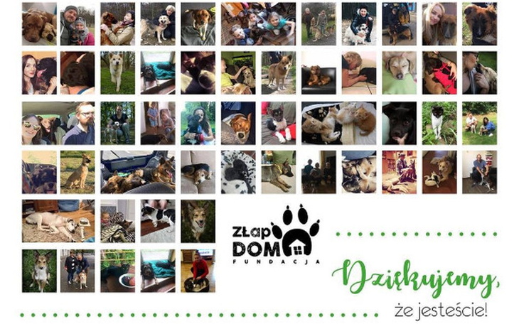 Zbiórka Wsparcie Fundacji Złap Dom - zdjęcie główne