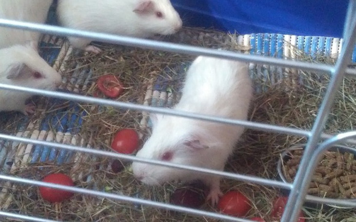 Zbiórka Utrzymanie domu tymczasowego - zdjęcie główne