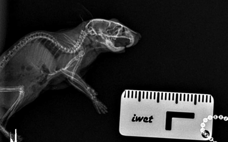 Zbiórka Chomiki, tej - jesień i zima - zdjęcie główne