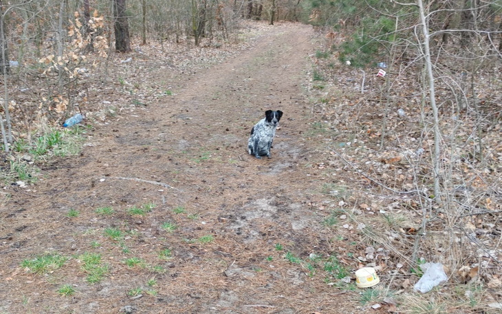 Pies siedzący na leśnej ścieżce, otoczony przyrodą.