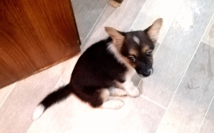 Zbiórka Figa-dziecko psie woła o pomoc. - zdjęcie główne