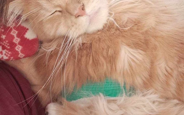 Zbiórka Operacja Diomusia - zdjęcie główne