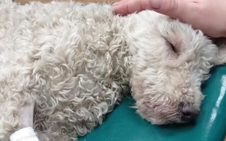 Zbiórka Julka chce żyć - zdjęcie główne