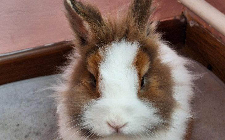 Zbiórka Operacja dla królika. - zdjęcie główne