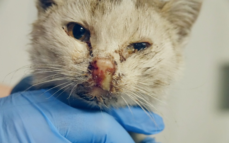 Zbiórka Na życie kociego dzieciaka - zdjęcie główne