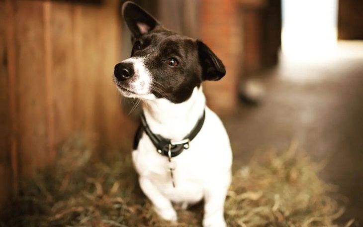 Zbiórka Wsparcie dla kochanej Szarlotki - zdjęcie główne