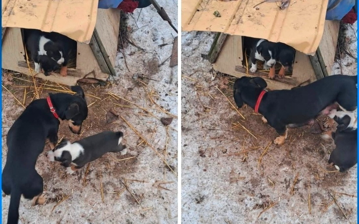 Psy bawiące się w pobliżu budy.