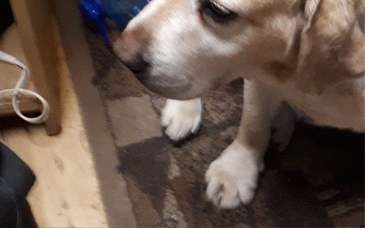 Zbiórka Pieski starszej ubogiej Pani. - zdjęcie główne