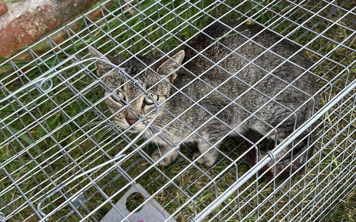 Zbiórka Kotka skazana na śmierć. Pomocy - zdjęcie główne