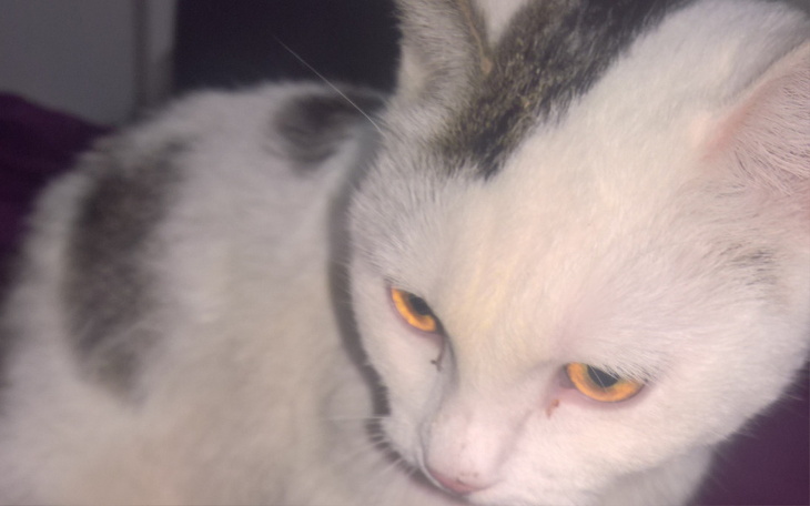 Biały kot z pomarańczowymi oczami na tle ciemnego otoczenia.