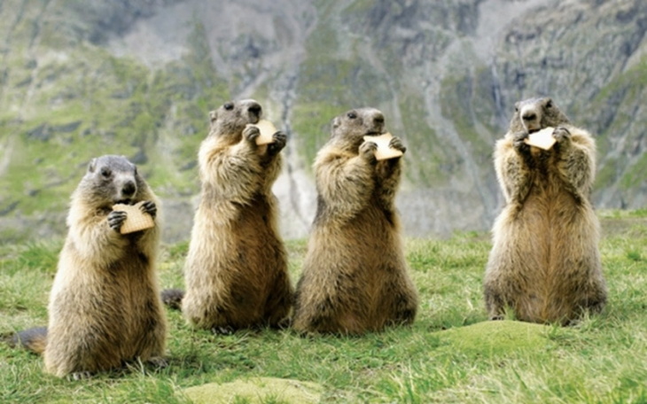 Zbiórka Na świstaki emigrujące z Ukrainy - zdjęcie główne