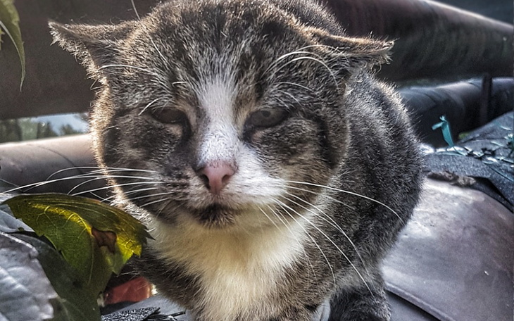 Zbiórka Kociakowy list do Mikołaja 2021 - zdjęcie główne