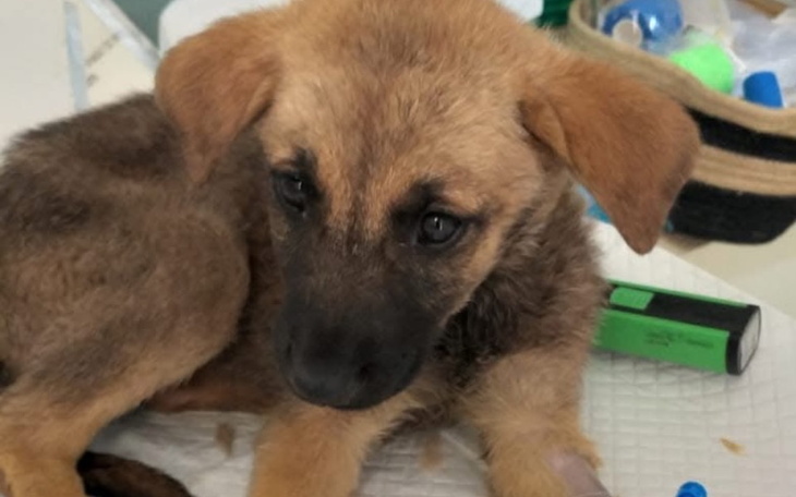 Szczeniak leżący na białym podłożu, z ciekawym spojrzeniem.