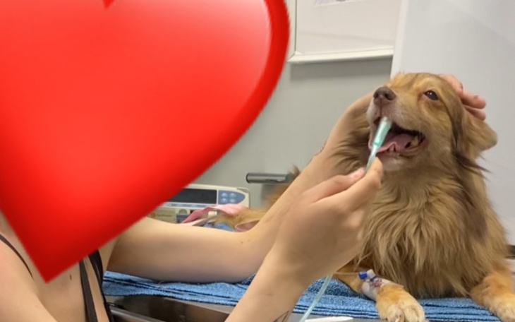 Zbiórka na kardiologa dla zuzipsa - zdjęcie główne