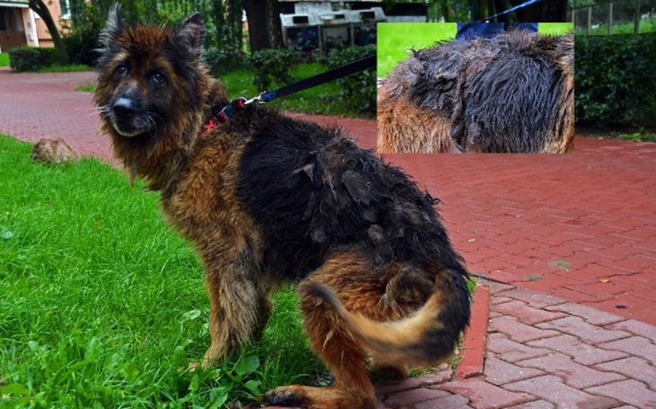 Zbiórka Słowo "ZANIEDBANA" to za mało... - zdjęcie główne