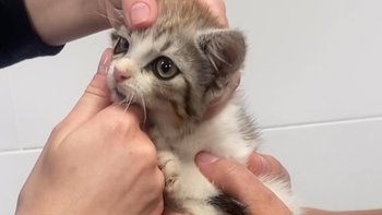 Zbiórka Maleńki Gabryś z przeziębieniem płuc - miniaturka zdjęcia
