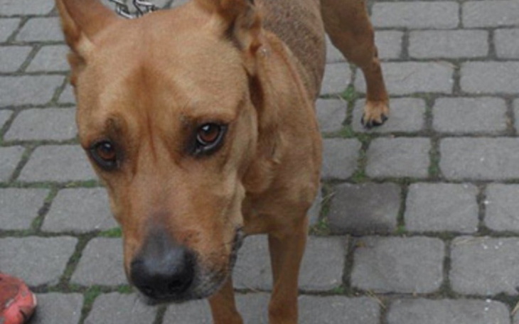 Zbiórka Dla Rockiego o przeżycie - zdjęcie główne