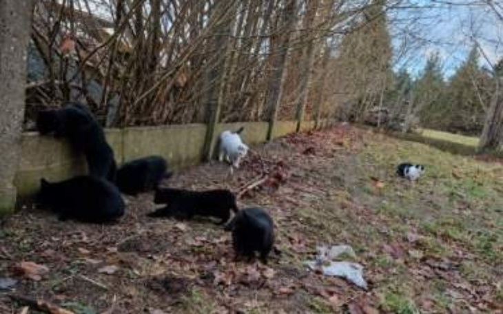 Zbiórka Karma dla bezdomniakóww - zdjęcie główne