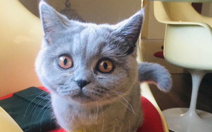 Zbiórka Na Ratowanie życia Daisy - zdjęcie główne