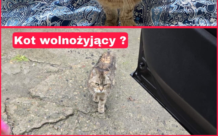 Dwa koty na tle wzorzystego materiału.