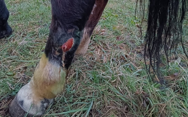 Zraniona noga konia na tle trawy.